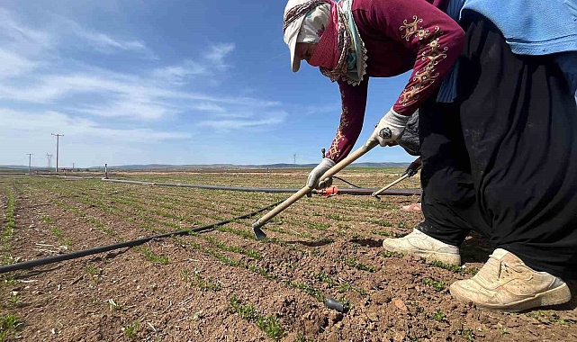 Tarım arazilerinde çalıştıracak işçi bulamıyorlar