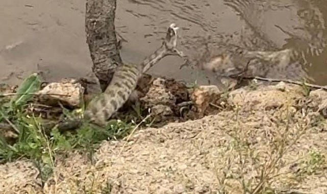 Tek ısırığıyla öldüren zehirli engerek yılanı görüntülendi