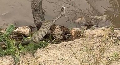 Tek ısırığıyla öldüren zehirli engerek yılanı görüntülendi
