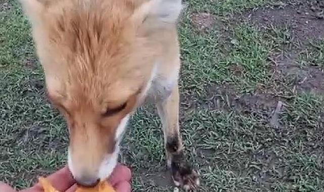 Tilkiyle kurduğu olağanüstü dostluğu dikkat çekiyor