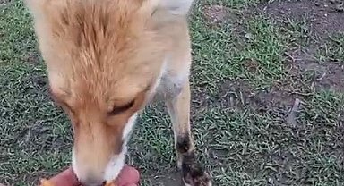 Tilkiyle kurduğu olağanüstü dostluğu dikkat çekiyor