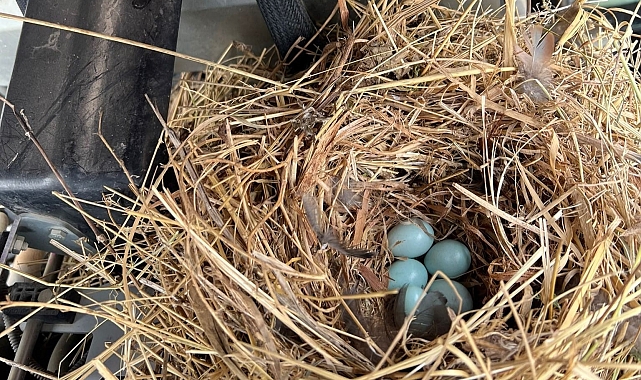 Traktöre yuva yapan kuş için işleri bıraktı