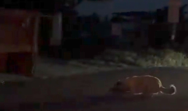 Traktörün arkasına zincirlediği köpeği sürükleyen şüpheli yakalandı