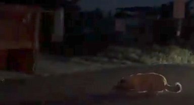 Traktörün arkasına zincirlediği köpeği sürükleyen şüpheli yakalandı