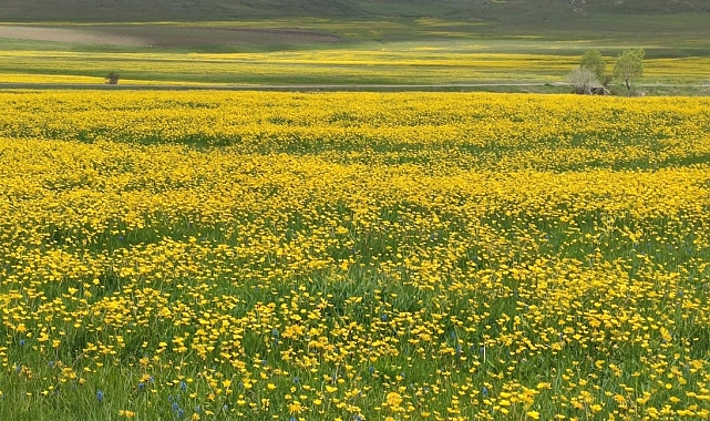 Turaç köyünde bahar mevsimiyle birlikte renkli görüntüler oluştu