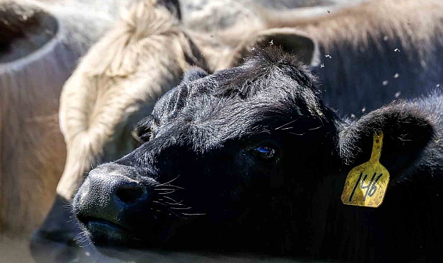 Türkiye, hayvan varlığında Avrupa ülkelerini gerisinde bıraktı
