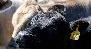 Türkiye, hayvan varlığında Avrupa ülkelerini gerisinde bıraktı