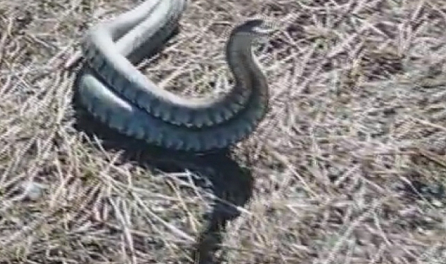 Türkiye&#039;nin en zehirli yılanı olarak bilinen koca engereklerin çiftleşme dansı kamerada