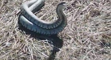 Türkiye'nin en zehirli yılanı olarak bilinen koca engereklerin çiftleşme dansı kamerada