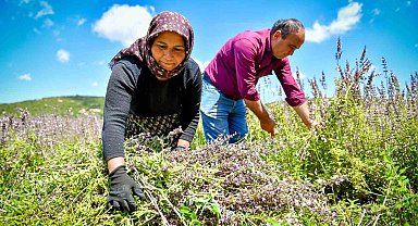 Üreticiler ada çayı hasadına başladı