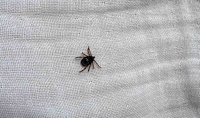 Uzmanlardan kene uyarısı