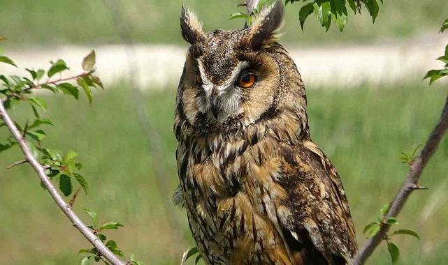 &quot;Van Gölü Havzası bu yıl çok sayıda göçmen kuşu karşılıyor&quot;