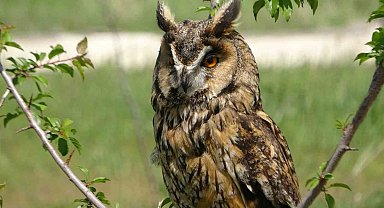 "Van Gölü Havzası bu yıl çok sayıda göçmen kuşu karşılıyor"