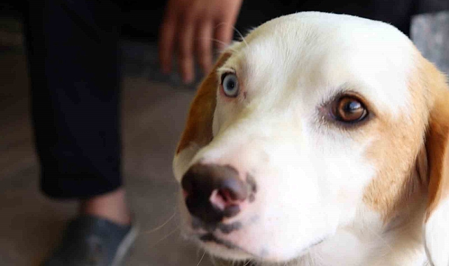 Van kedisi benzeri köpek, mahallenin maskotu oldu