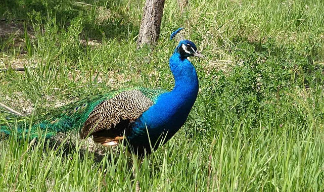 Van YYÜ&#039;nün kalıcı misafirleri Tavus kuşları oldu