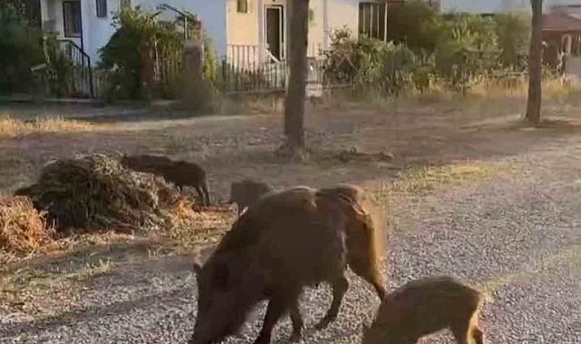 Vatandaşlar aç kalan domuzları kurabiye ile besledi