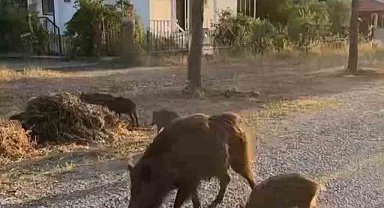 Vatandaşlar aç kalan domuzları kurabiye ile besledi