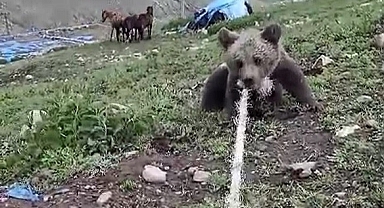 (videolu haber) Iğdır’da ayı kurtarma operasyonu