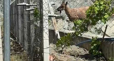 Yaban keçileri Deriner Barajı sahasında görüntülendi