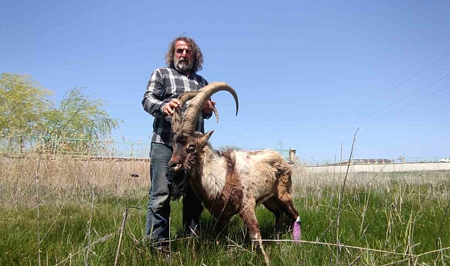 Yaban keçisi tedavi altına alındı