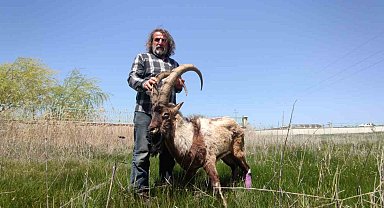 Yaban keçisi tedavi altına alındı