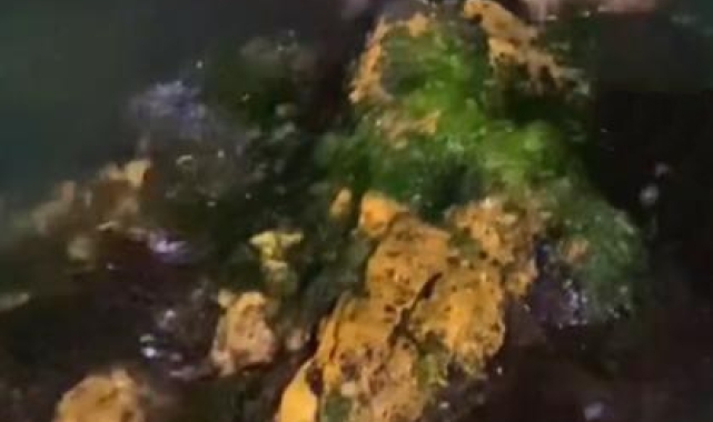 Yalova kıyılarında 2 su samuru görüntülendi