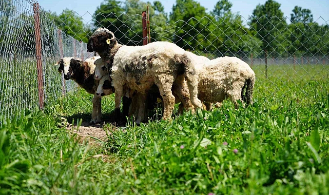 &#039;Yapay mera&#039; projesi ile kuzu etinin fiyatının düşürülmesi hedefleniyor