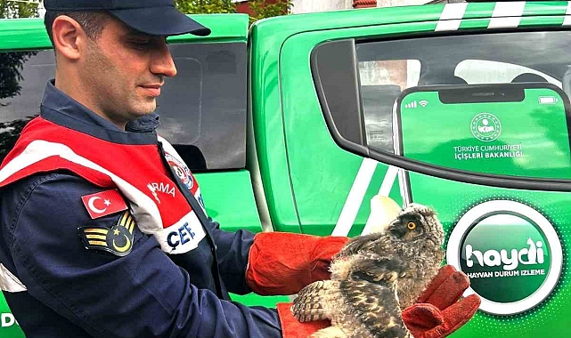 Yaralı baykuş tedavi altına alındı