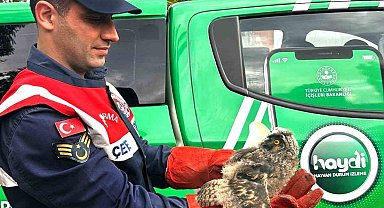 Yaralı baykuş tedavi altına alındı