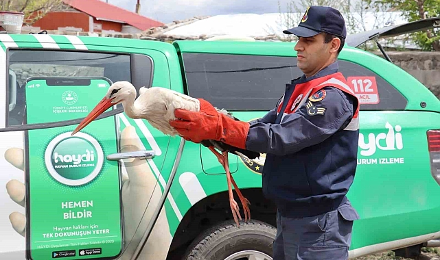 Yaralı leylek tedavi altına alındı