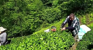 Yaş çay alım fiyatına tepki
