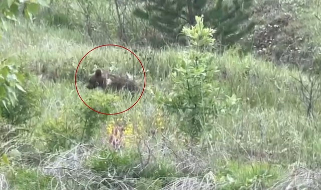 Yavru ayıyı okula gitme teklifi