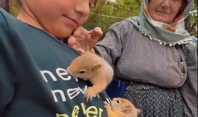 Yavru sincapları sütle beslediler