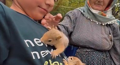 Yavru sincapları sütle beslediler