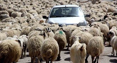 Yaylaya giden bin küçükbaş araçların yolunu kesince sürücüler şaşırdı