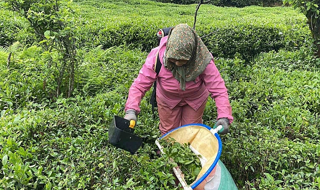 Yeni nesil çay torbaları yoğun ilgi görüyor