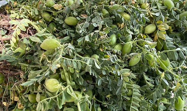 Yeşil nohut tezgahlardaki yerini aldı