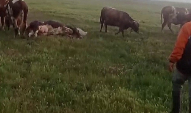 Yıldırım çarpması sonocu telef olan ineğin, başında bekleyen diğer inekler dikkat çekti