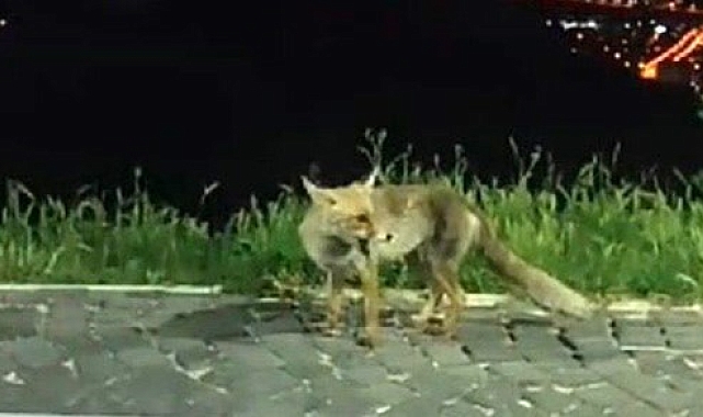 Yiyecek bulmakta zorlanan tilkiler, şehir merkezine indi