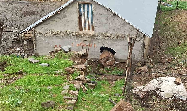 Yoğun yağışlar nedeniyle dağdan kopan kaya parçası ahırın duvarını deldi