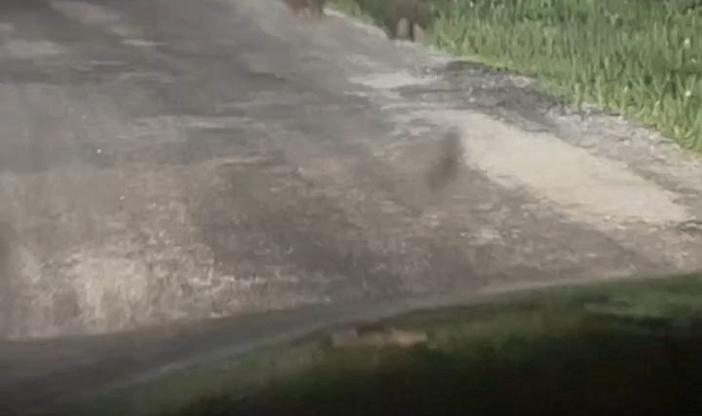 Yolan inen ayı ve iki yavrusu görüntülendi