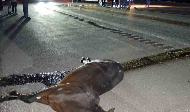 Yolcu otobüsünün ata çarpması sonucu, at telef oldu