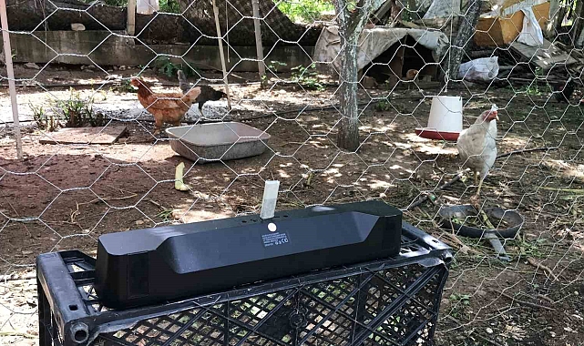 Yumurta verimi alamadığı tavuklarına klasik müzik dinleterek verimi 4&#039;e katladı