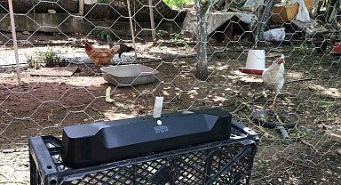 Yumurta verimi alamadığı tavuklarına klasik müzik dinleterek verimi 4'e katladı