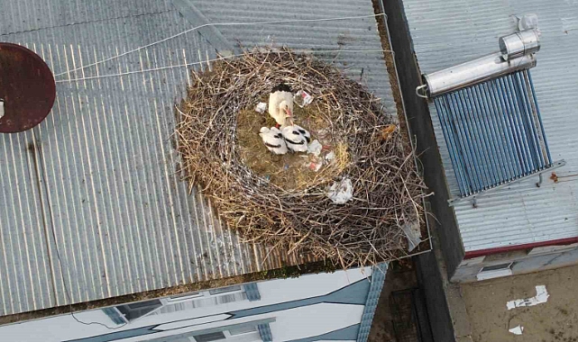Yumurtadan çıkaran yavru leylekler havadan görüntülendi