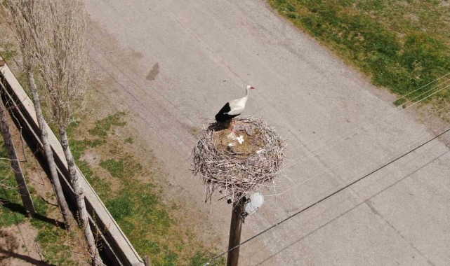 Yuvalarına dönen leylekler kuluçkaya yattı