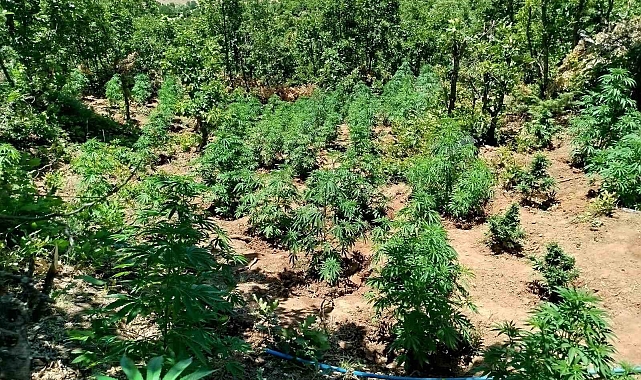 2 bin 860 kök kenevir bitkisi ele geçirildi