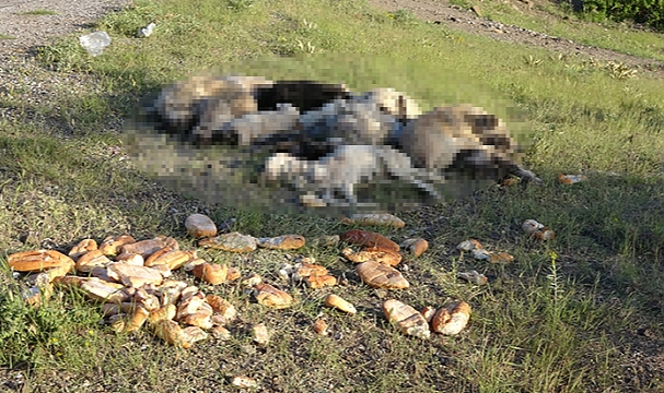 Dehşet! vicdansızlar 20&#039;den fazla köpeği zehirleyerek öldürdüler. yavrular perişan halde