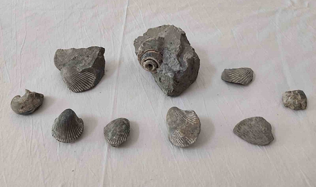 400 bin yıllık salyangoz ve deniz kabuğu fosillerini satmaya çalıştı