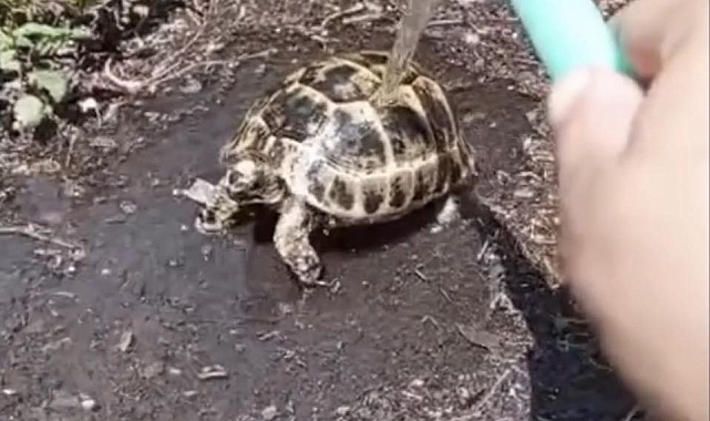 45 derece sıcaklıktan etkilenen kaplumbağaya yardım eli